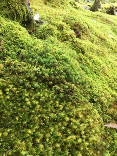 苔寺の斜面に生える苔