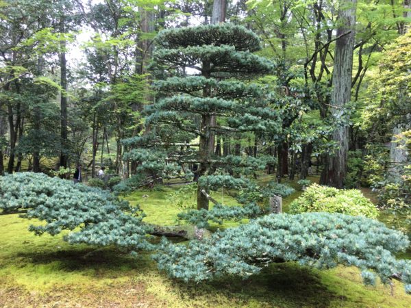 苔寺の松