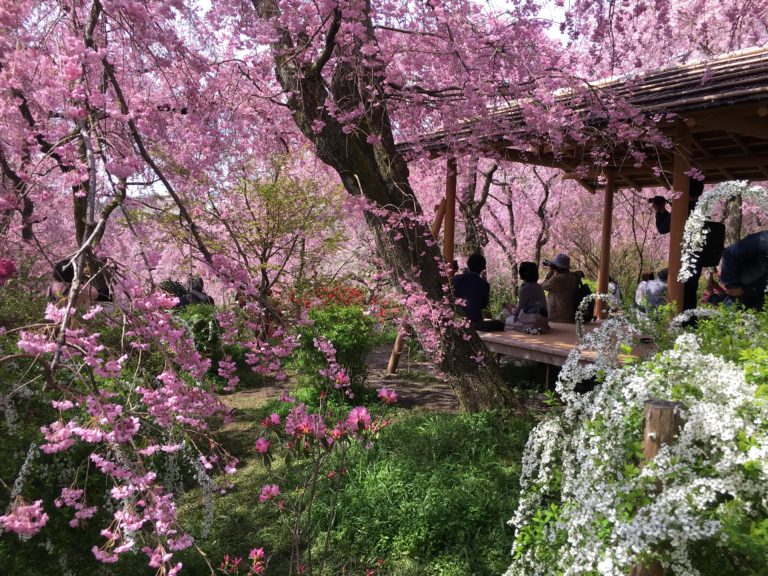 原谷苑のしだれ桜のベストビュー