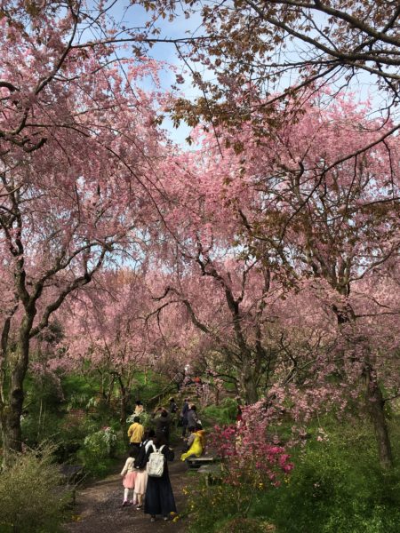原谷苑のしだれ桜と観光客