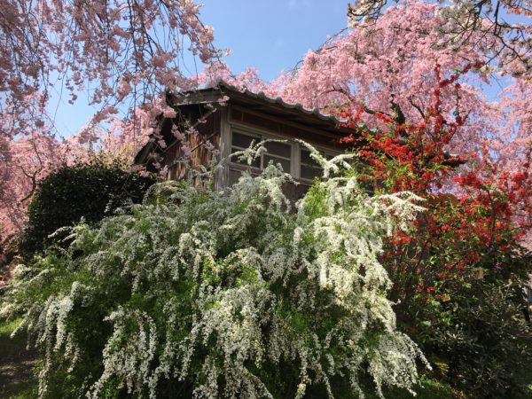 原谷苑のしだれ桜と雪柳
