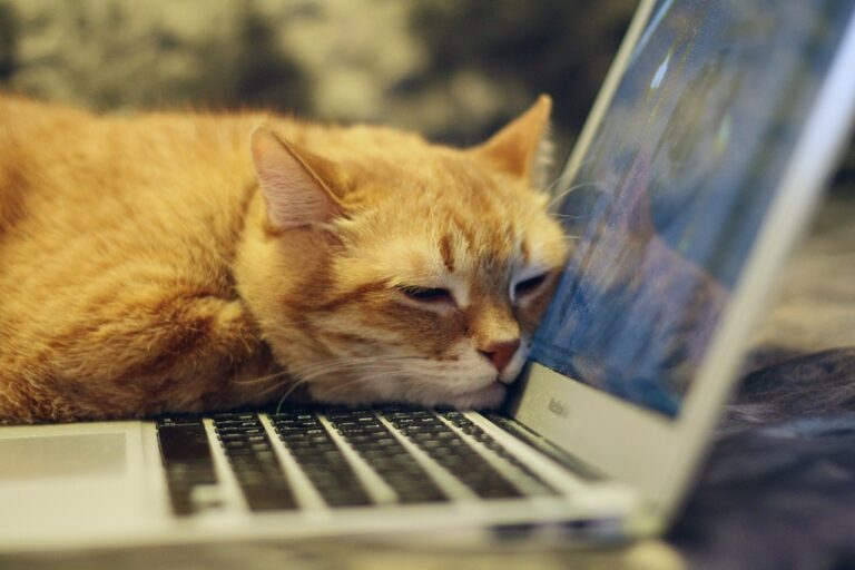 猫とノートパソコン